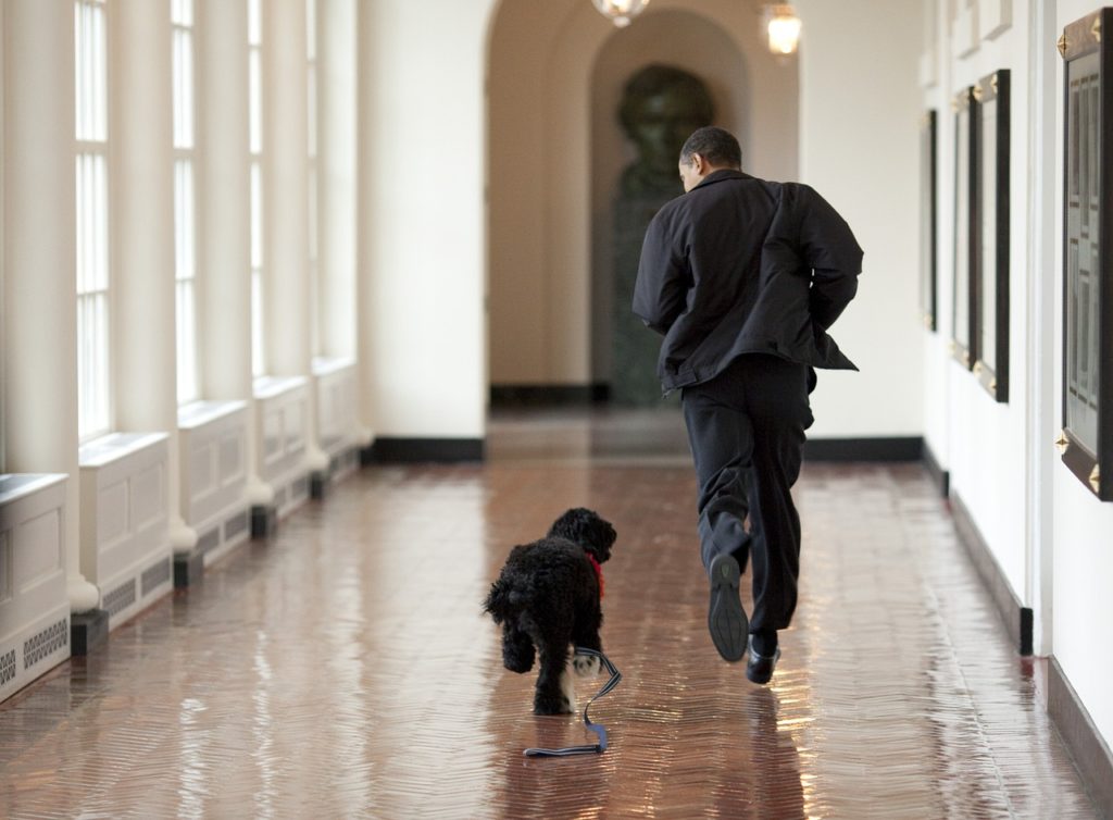 Mascotas en las Comunidades: Problemas y Soluciones